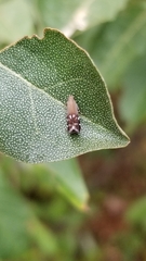 Anacampsis levipedella