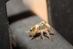 Phidippus