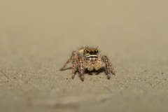 Phidippus