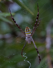 Argiope picta