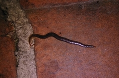 Geophilus carpophagus