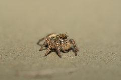 Phidippus