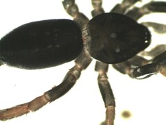 Trachyzelotes pedestris