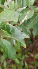 Anacampsis levipedella