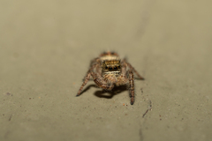 Phidippus