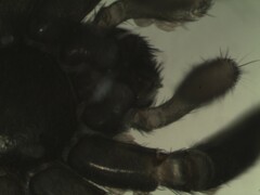 Trachyzelotes pedestris