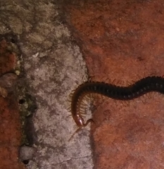 Geophilus carpophagus