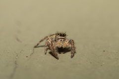 Phidippus