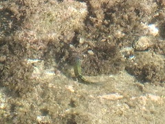Thalassoma pavo