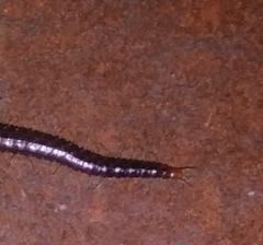 Geophilus carpophagus