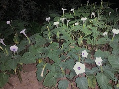 Datura discolor