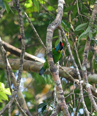 Psilopogon rafflesii