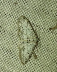 Idaea incisaria