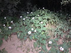Datura discolor