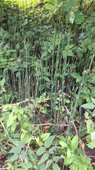 Equisetum hyemale