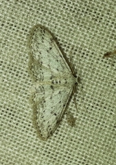 Idaea incisaria