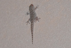 Tarentola mauritanica