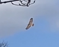 Buteo jamaicensis