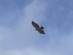 Buteo jamaicensis