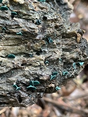 Chlorociboria aeruginascens