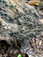 Chlorociboria aeruginascens