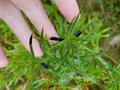 Asteromyia euthamiae