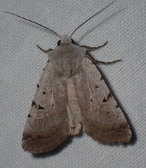 Chersotis margaritacea