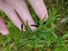 Asteromyia euthamiae