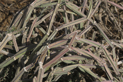 Cissus quadrangularis