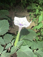 Datura discolor