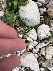 Brassicaceae