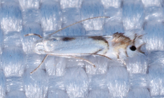 Phyllocnistis vitifoliella