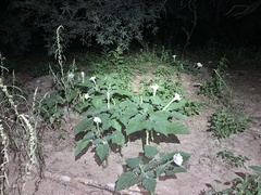 Datura discolor
