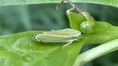 Graphocephala versuta