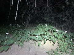 Datura discolor