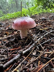 Russula mariae