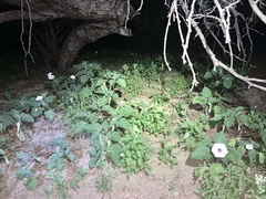 Datura discolor