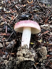 Russula mariae