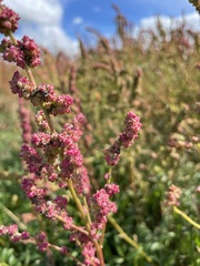 Atriplex littoralis