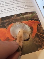 Russula mariae