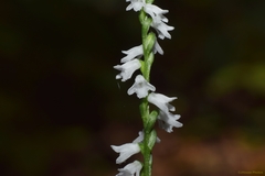 Spiranthes tuberosa