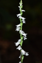 Spiranthes tuberosa