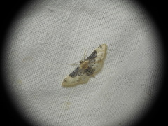 Idaea filicata