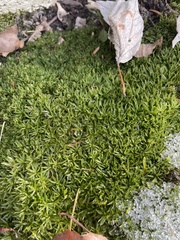 Atrichum altecristatum