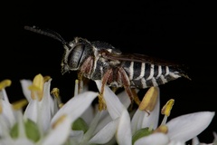 Coelioxys octodentatus