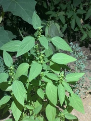 Acalypha neomexicana