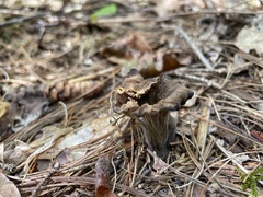 Craterellus dubius