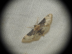 Idaea filicata