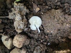 Lactocollybia