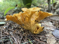 Craterellus ignicolor